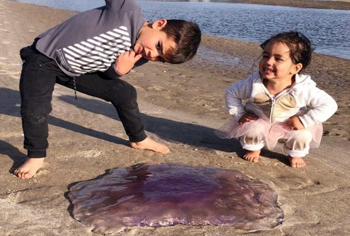 weird jellyfish washes up on New Zealand beach looks like strange Volcano