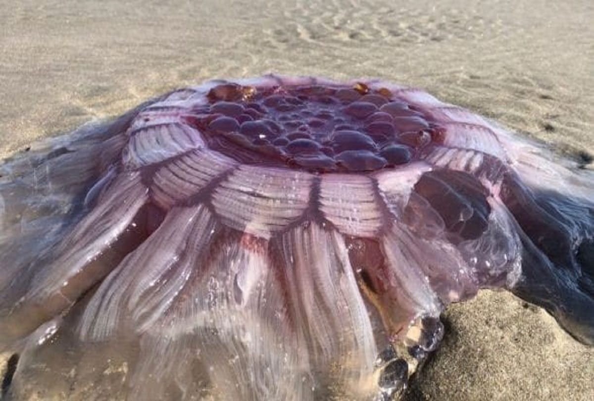 weird jellyfish washes up on New Zealand beach looks like strange Volcano