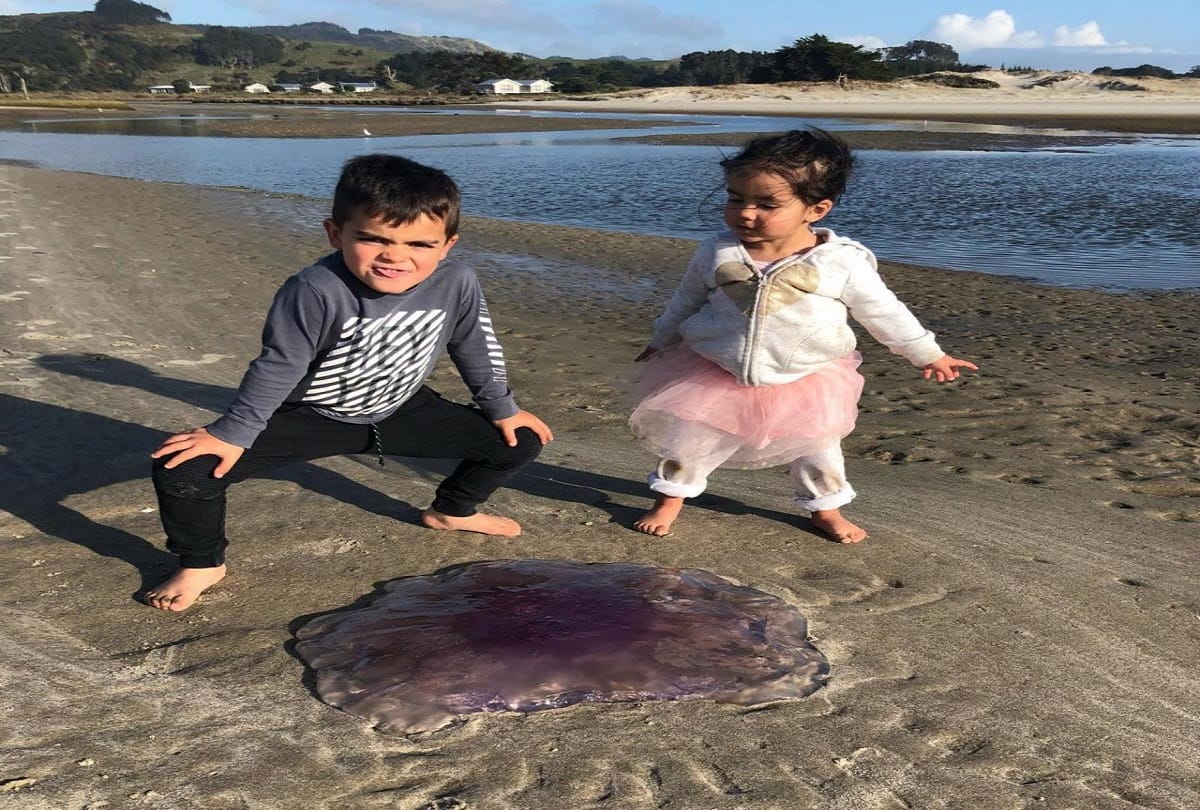 weird jellyfish washes up on New Zealand beach looks like strange Volcano