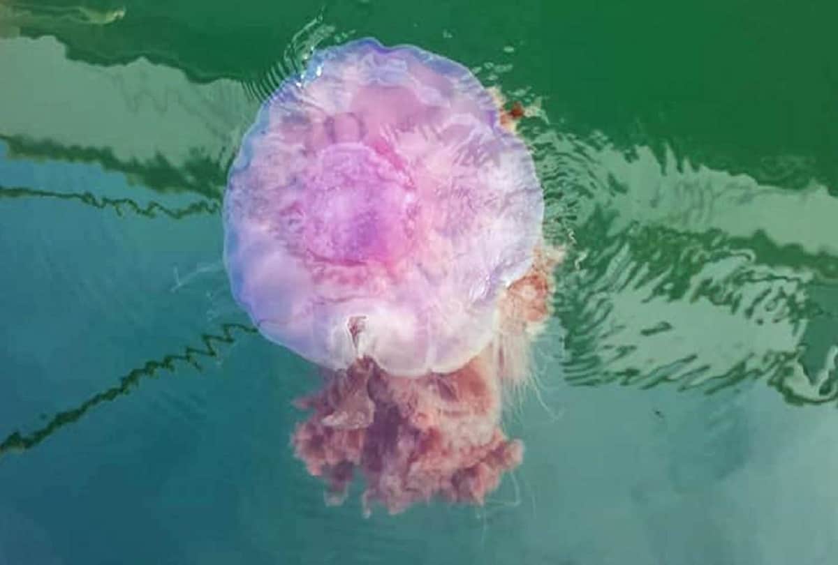 weird jellyfish washes up on New Zealand beach looks like strange Volcano