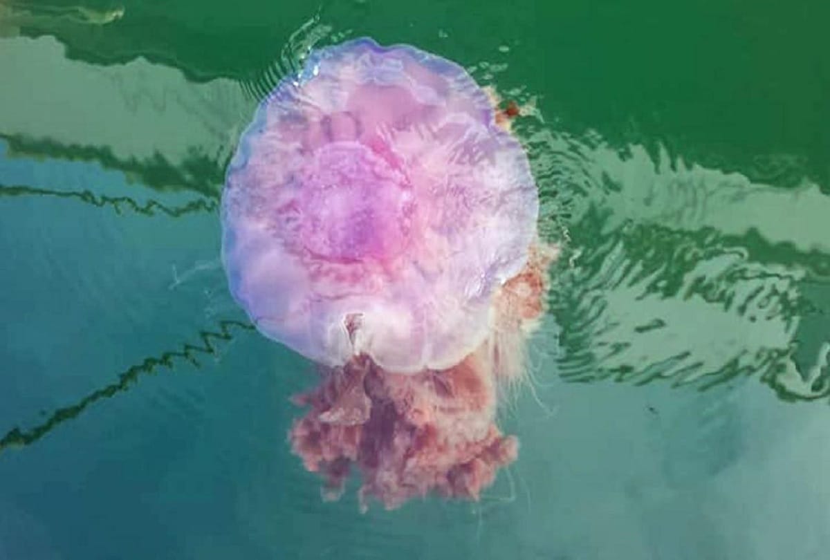 weird jellyfish washes up on New Zealand beach looks like strange Volcano