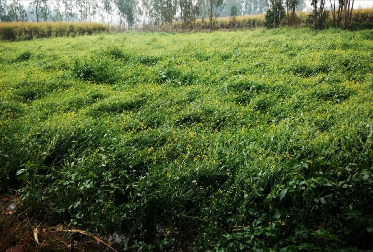 loss of vegetable crop due to rain In Punjab and Haryana