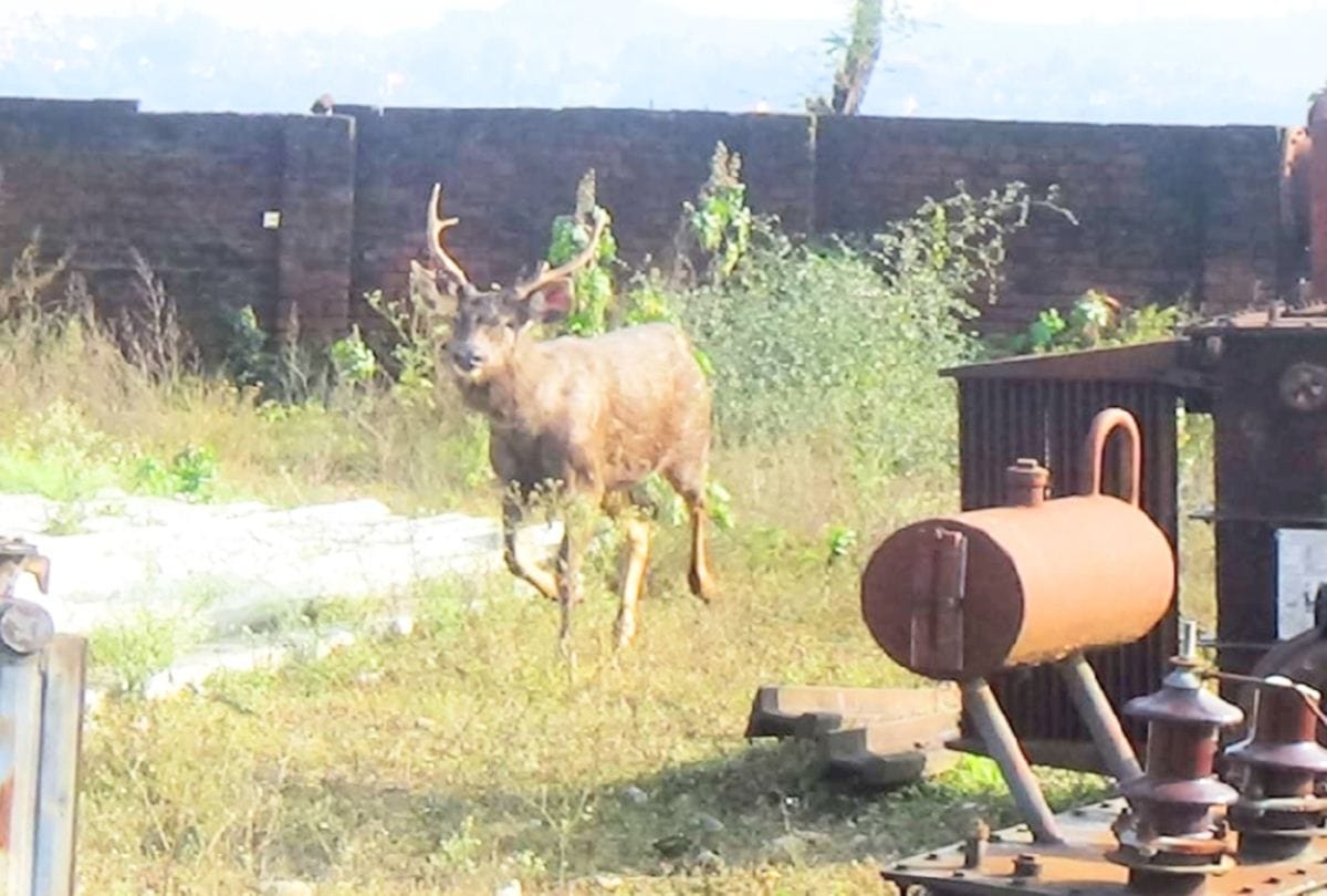 Forest personnel killed Sambar during rescue in jassur kangra himachal