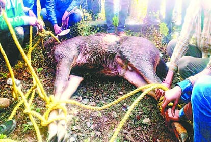 Forest personnel killed Sambar during rescue in jassur kangra himachal