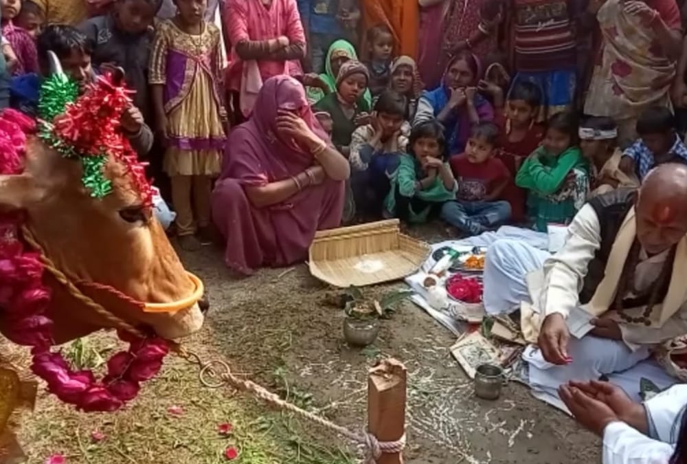 celebration on the birth of a calf.