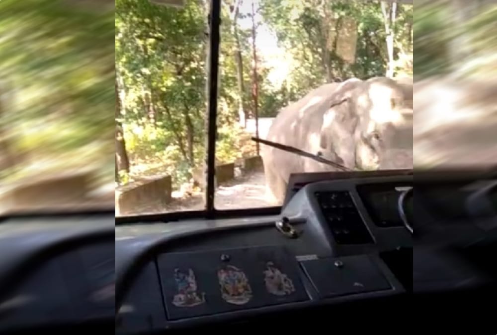 Elephant attack on tourist bus and set Back gear in ramnagar 