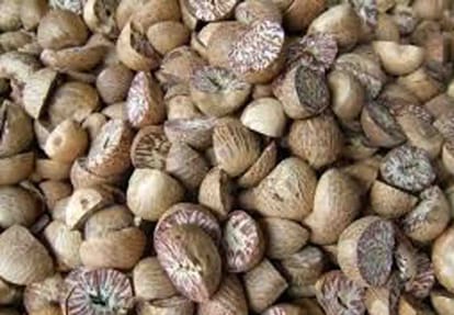 This city of UP make a stronghold on the illegal trade of betel nut