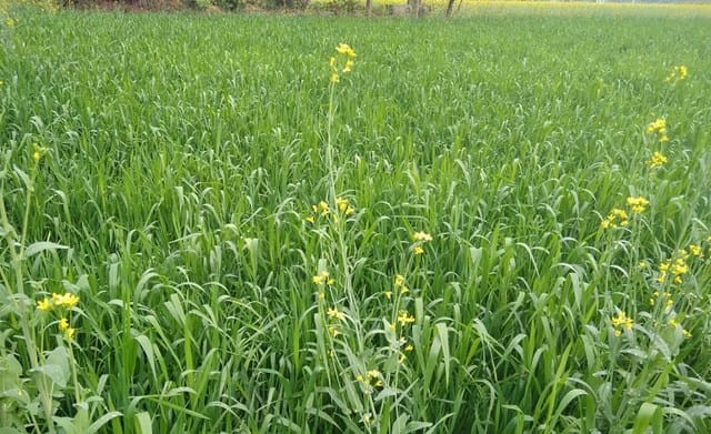 Intermittent rain gains in wheat crop