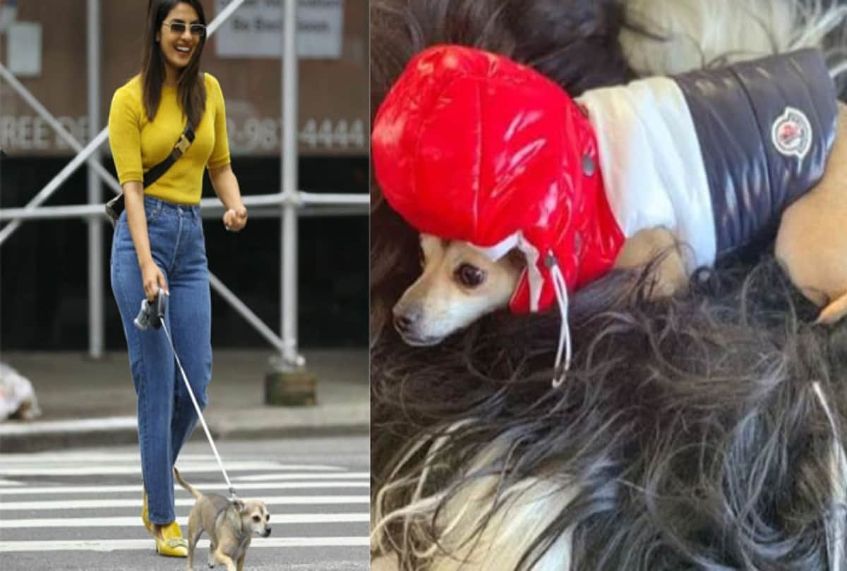 Know the Cost of Priyana Chopra Dog's Jacket