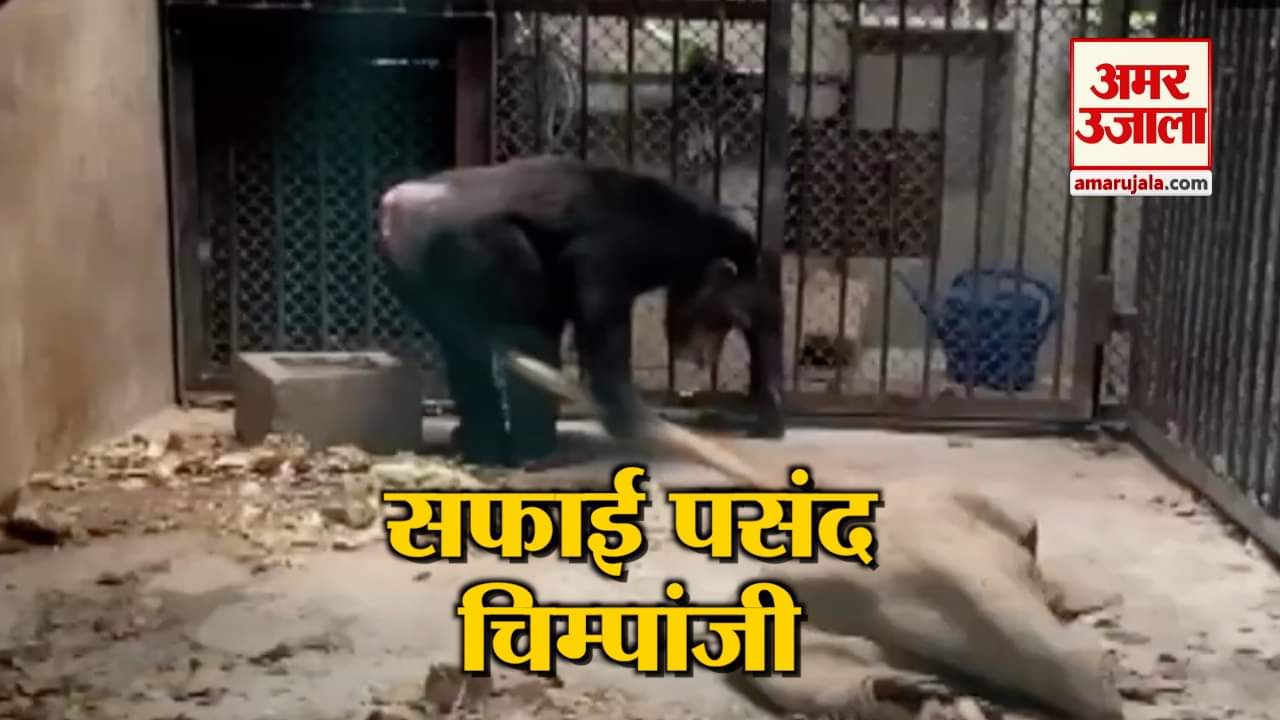 जब चिम्पांजी ने उठाई झाड़ू और करने लगा सफाई, वीडियो हुआ वायरल