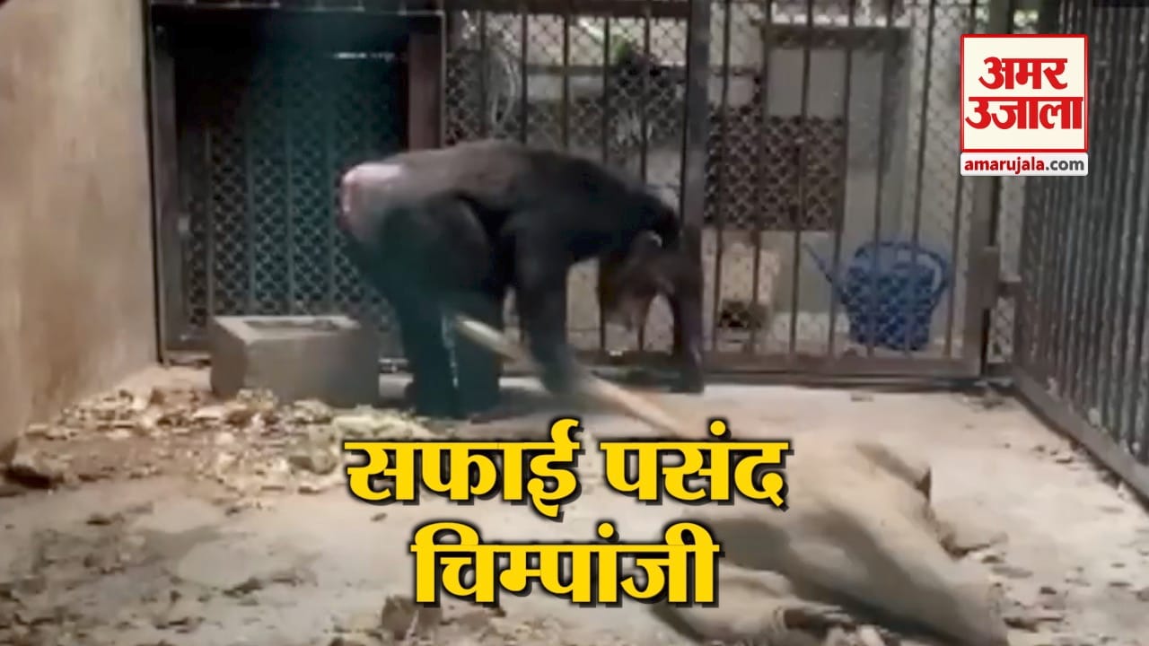 जब चिम्पांजी ने उठाई झाड़ू और करने लगा सफाई, वीडियो हुआ वायरल