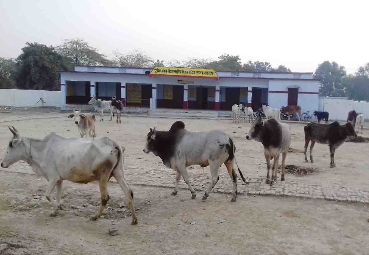 farmers expel cattle in school in kanpur dehat
