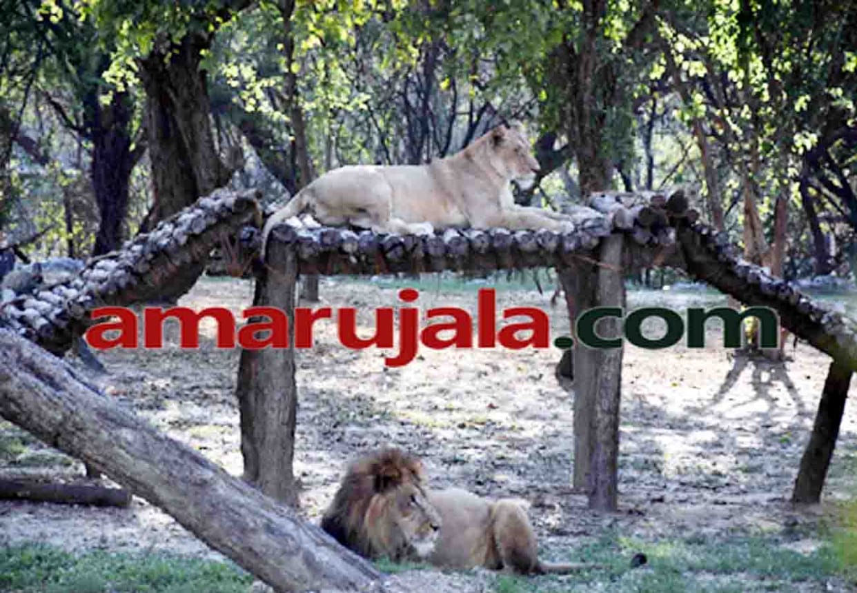 lion tiger and leopard are in danger due to a dog in kanpur zoo