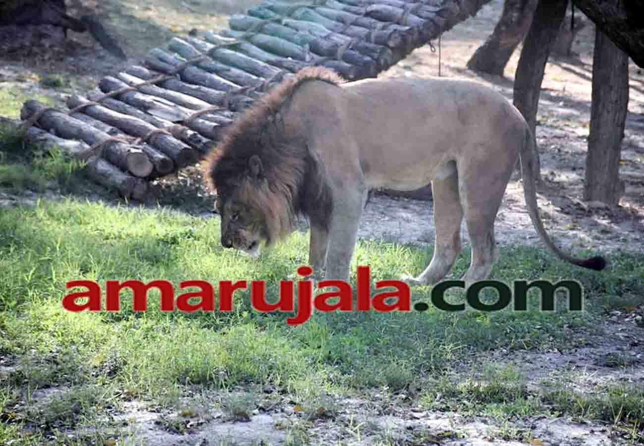 lion tiger and leopard are in danger due to a dog in kanpur zoo