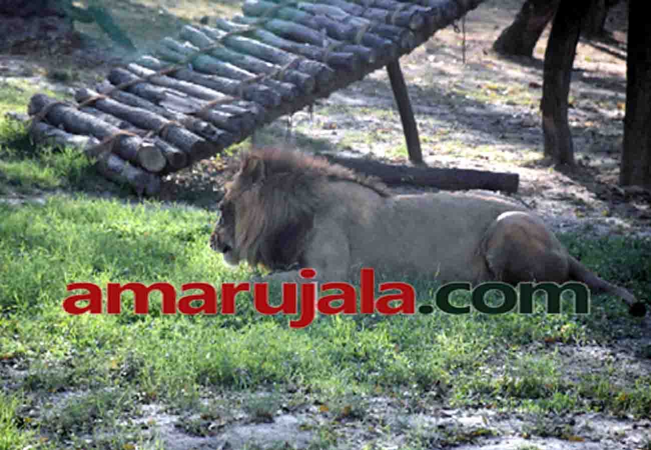 lion tiger and leopard are in danger due to a dog in kanpur zoo