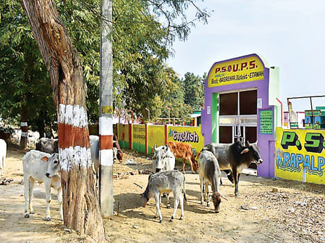 Anna slaughtered cattle, villagers attacked, police threw
