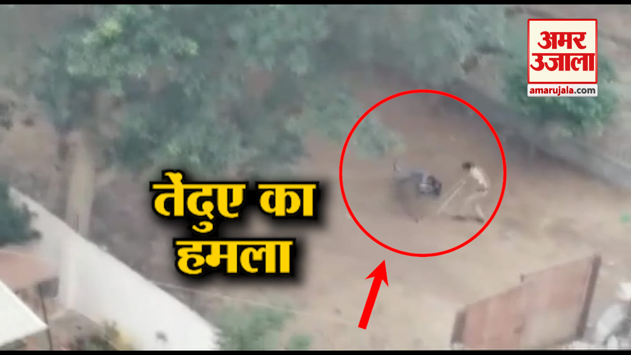 तेंदुआ