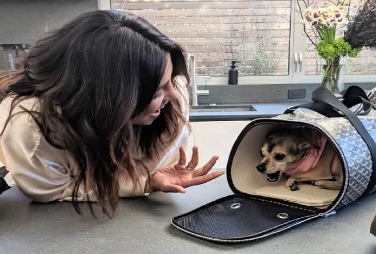 Fashion Ka Passion Priyanka Chopra doggo Diana Jacket and house worth 2 lakh 36 thousand rupees