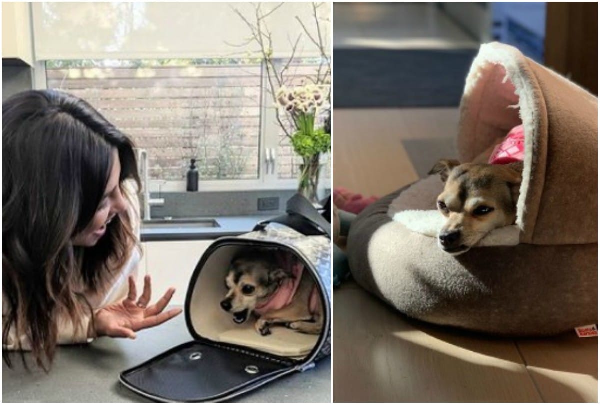 Fashion Ka Passion Priyanka Chopra doggo Diana Jacket and house worth 2 lakh 36 thousand rupees