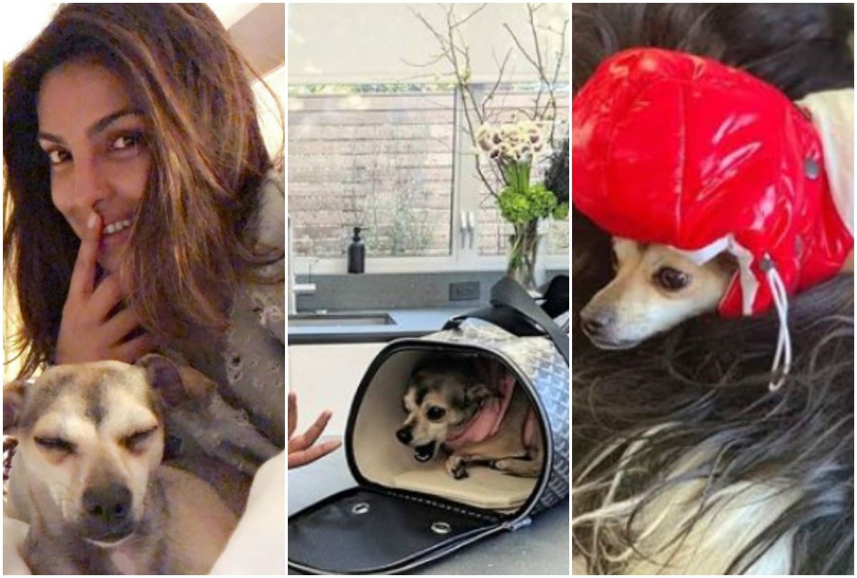 Fashion Ka Passion Priyanka Chopra doggo Diana Jacket and house worth 2 lakh 36 thousand rupees