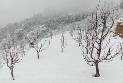 sufficient  snowfall in January for the sixth time in 18 years in himachal
