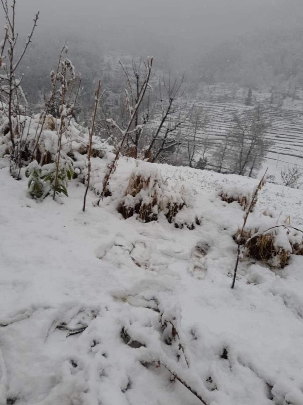 groom walk in heavy snowfall for bring bride in uttarakhand