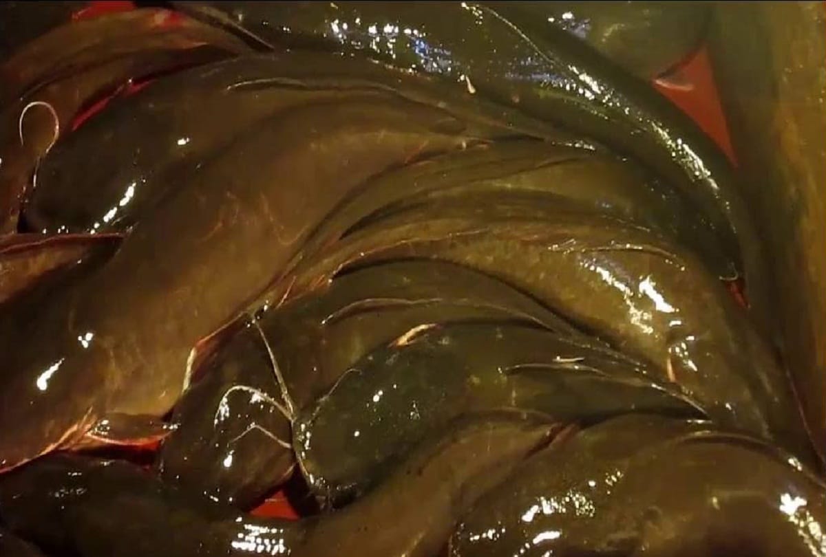 NGT imposed restrictions on Thai Magur fisheries