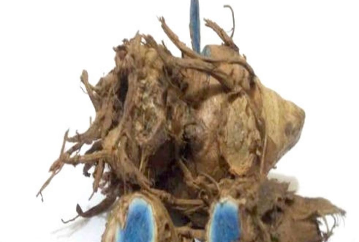 astrology tips Take easy solution of black turmeric for getting money and to grow in business