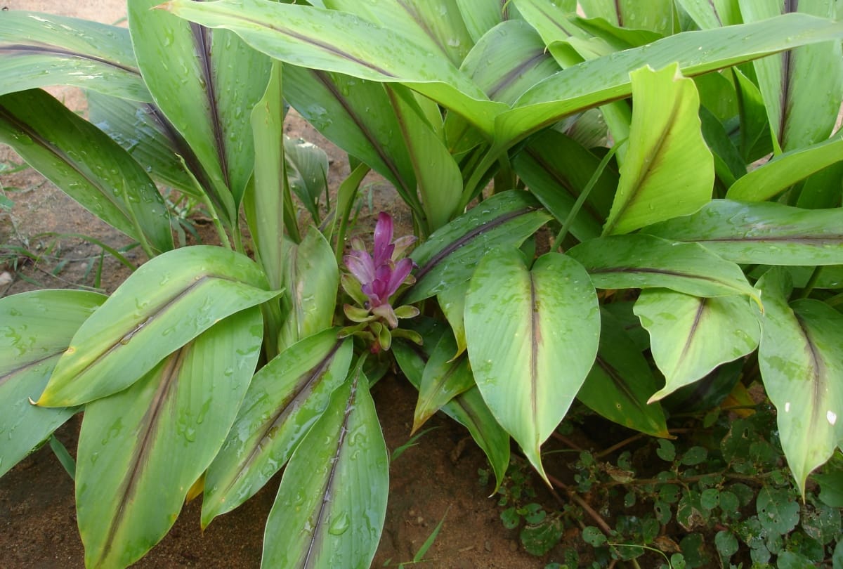 astrology tips Take easy solution of black turmeric for getting money and to grow in business
