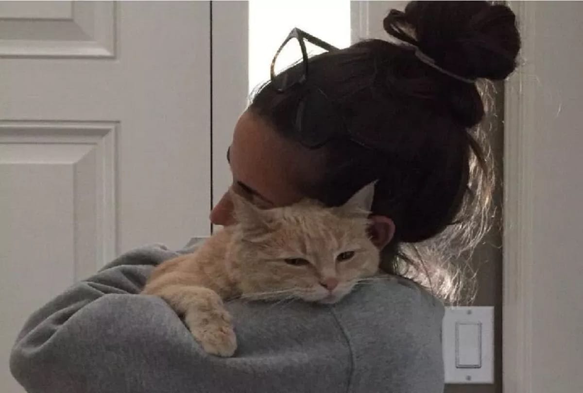 cat reunited with family 10 years after going missing