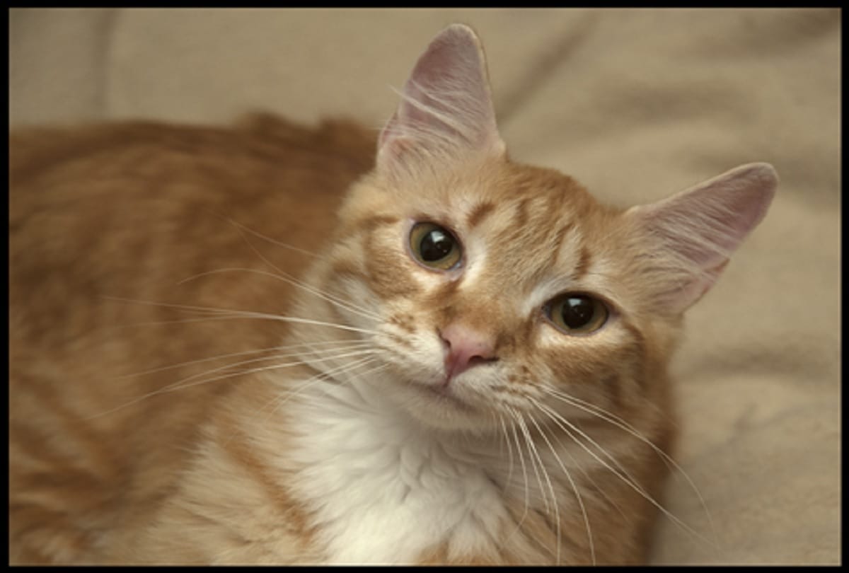 mumbai news update man allegedly killed a kitten by twisting its neck at Matunga