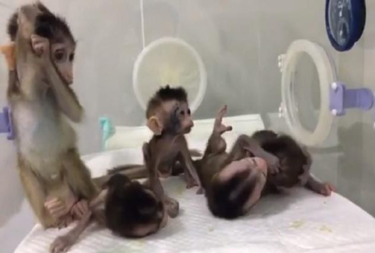 chinese scientists create monkey dolly clones for research on human diseases
