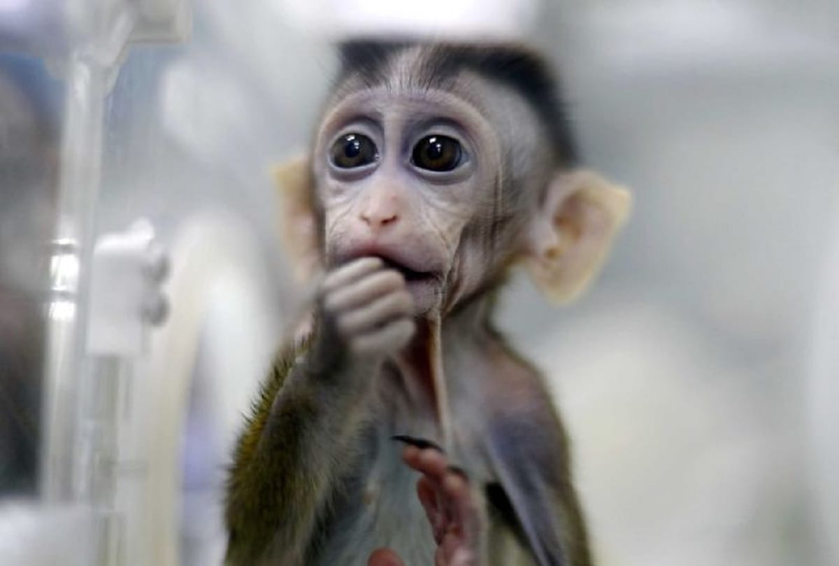 Madhya Pradesh: 9 Monkeys died due to extreme heat in Punjapura Range forest area in Dewas