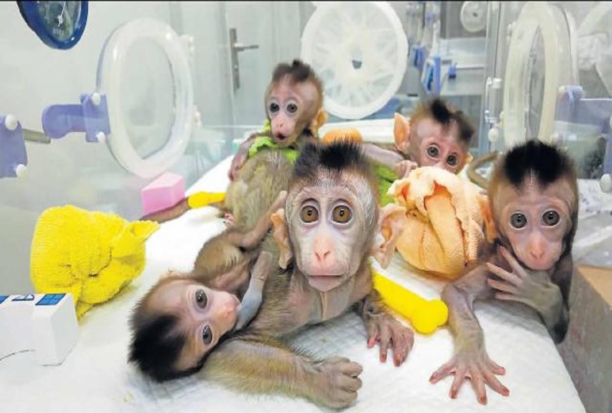 chinese scientists create monkey dolly clones for research on human diseases