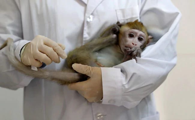 chinese scientists create monkey dolly clones for research on human diseases