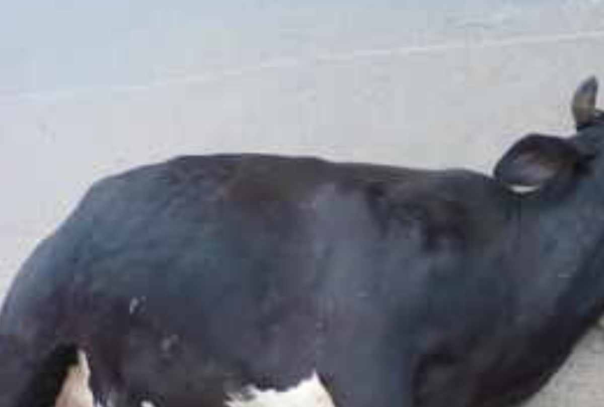 four cattle found dead in the river