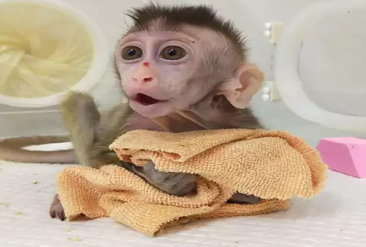 chinese scientists create monkey dolly clones for research on human diseases