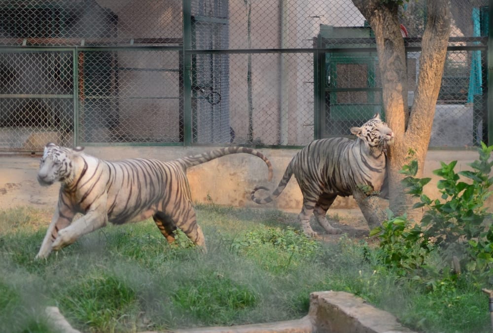 pics of old lucknow zoo.