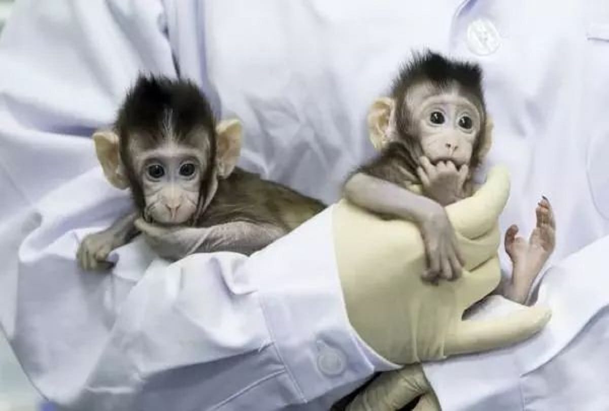 chinese scientists create monkey dolly clones for research on human diseases