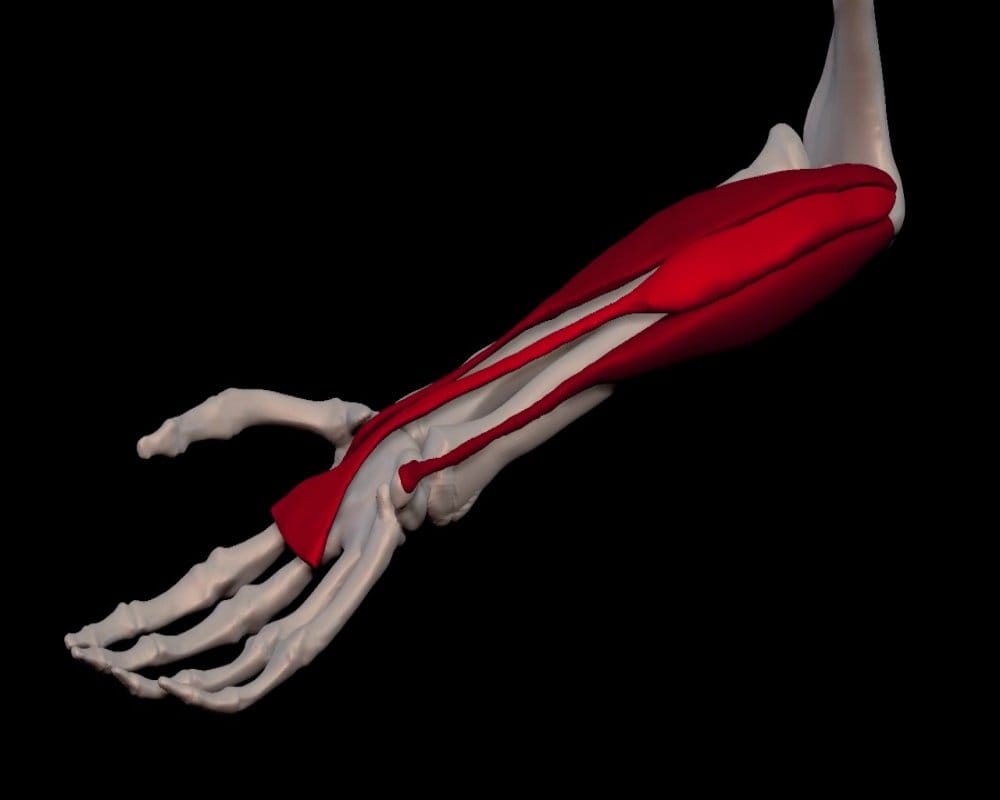 Know about 6 Body Parts that Humans Do Not Need now