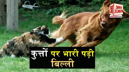 Angry Cats VS Dogs Funny Compilation