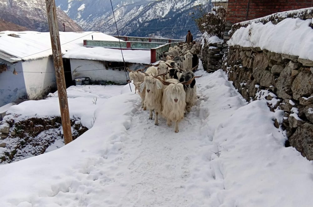 snowfall exclusive photos from uttarakhand interior areas