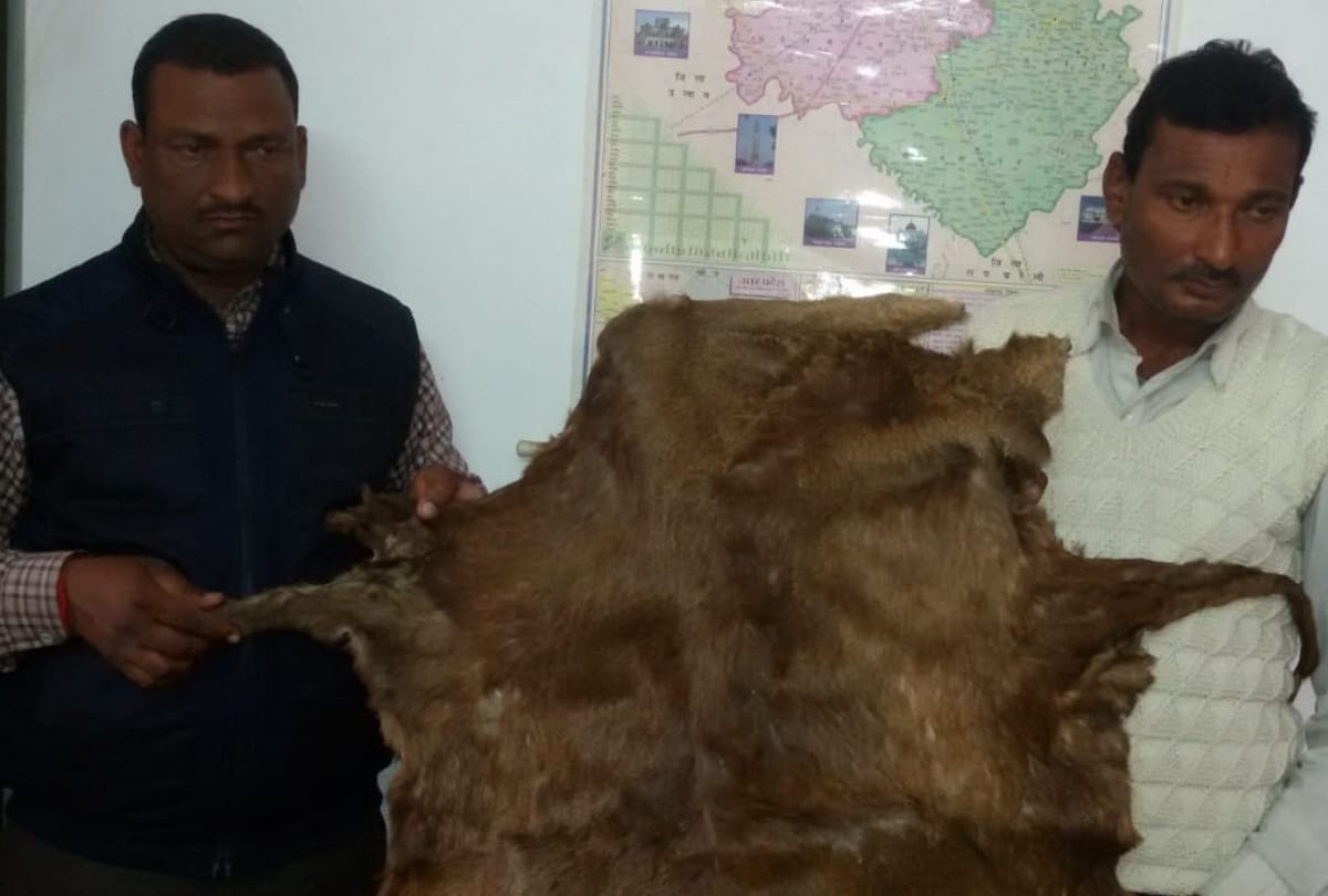 STF team arrested two smugglar with skin of deer in lucknow