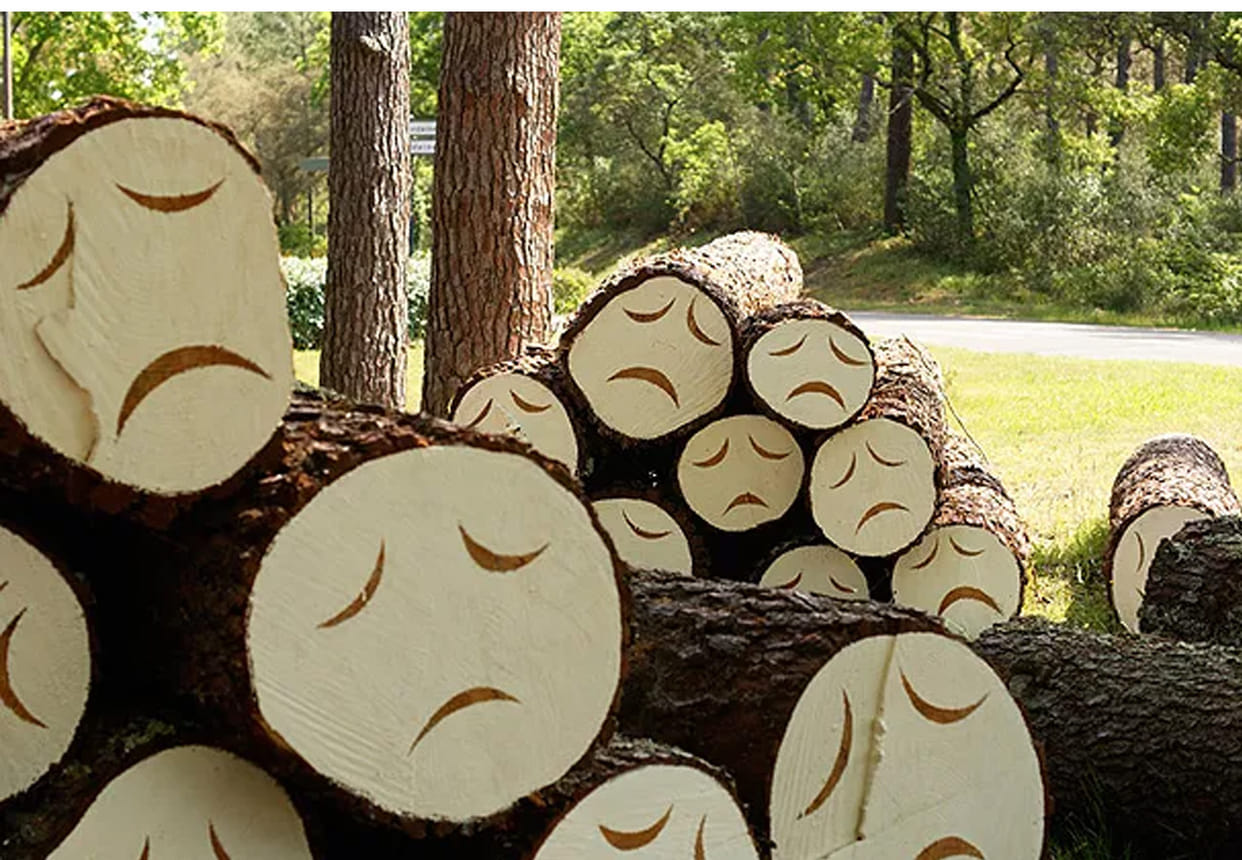 Trees cutting is offence in islam