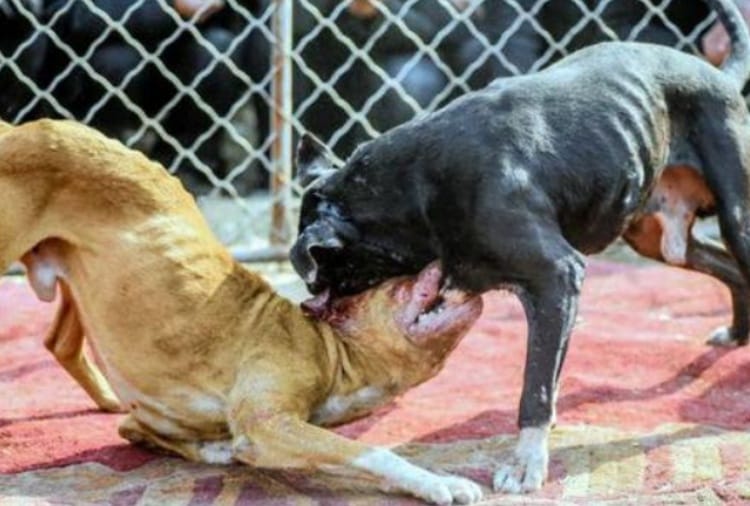Gambling and Dog Fight in Farm House of Hisar on Republic Day