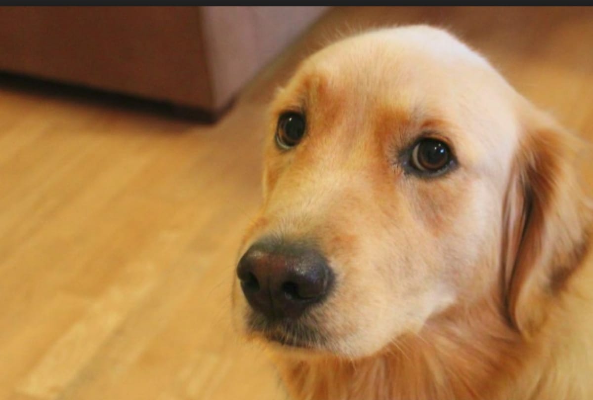 Dog die with fighting a snake to save his owner life in Bihar