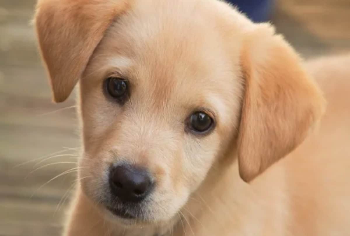 dog burried with his owner in verginia