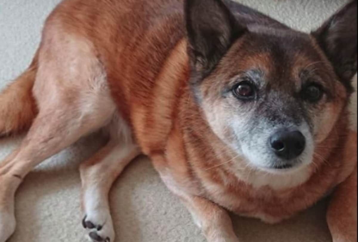 eddie collins give big rewards for his dog