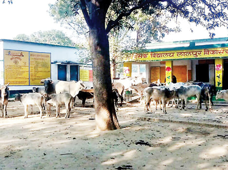 200 cows stopped at school, report on 104