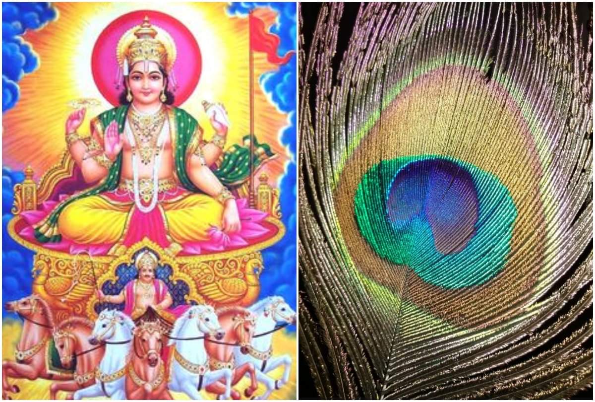 vastu tips peacock feather removes all type of grah dosh